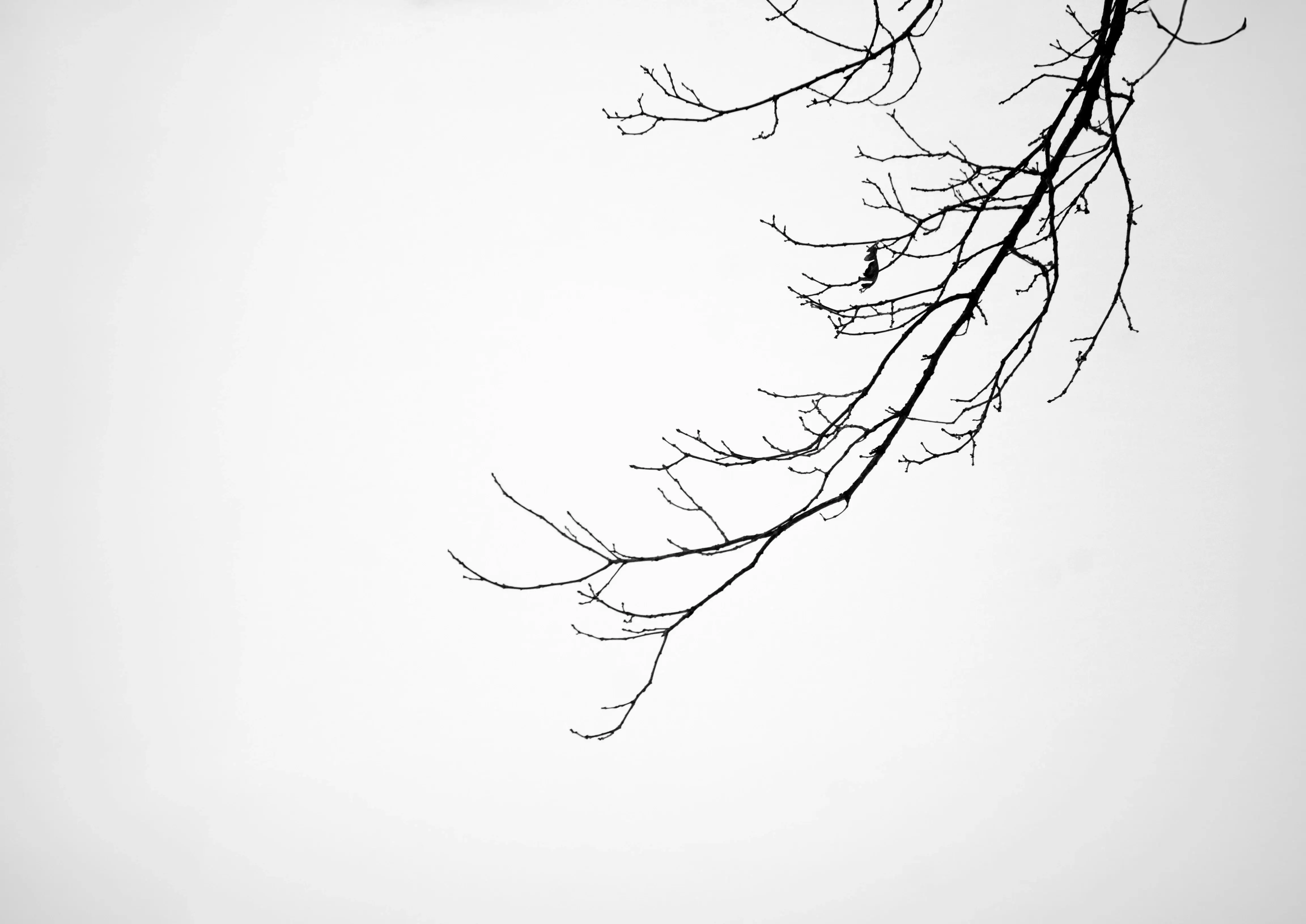 Islamic Counseling for Depression | Fitrah Tawheed